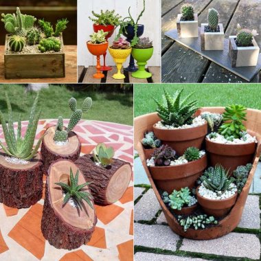 Cactus and Succulent Planter Ideas