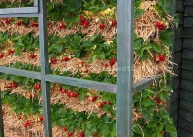 Ideas To Grow Strawberries