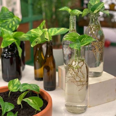 indoor water garden