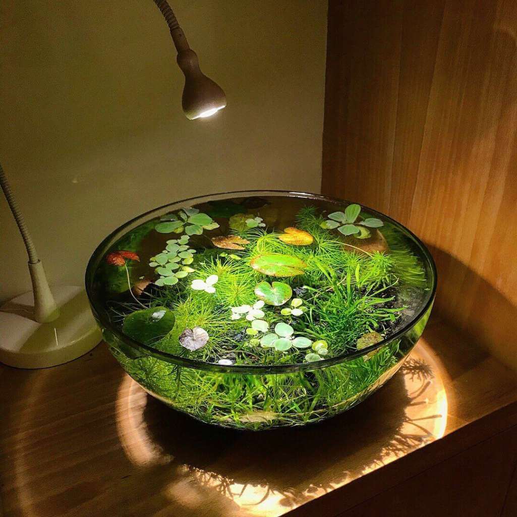 indoor water garden 