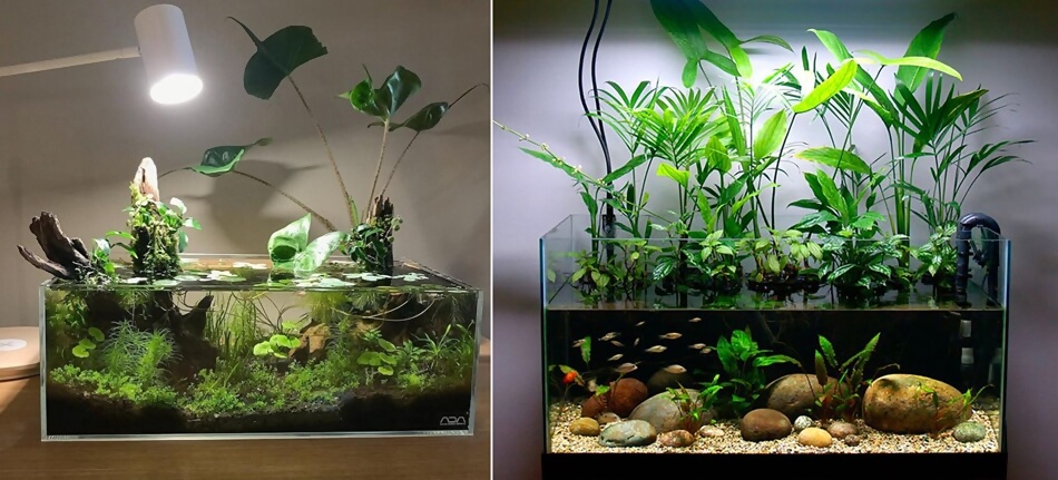 indoor water garden 