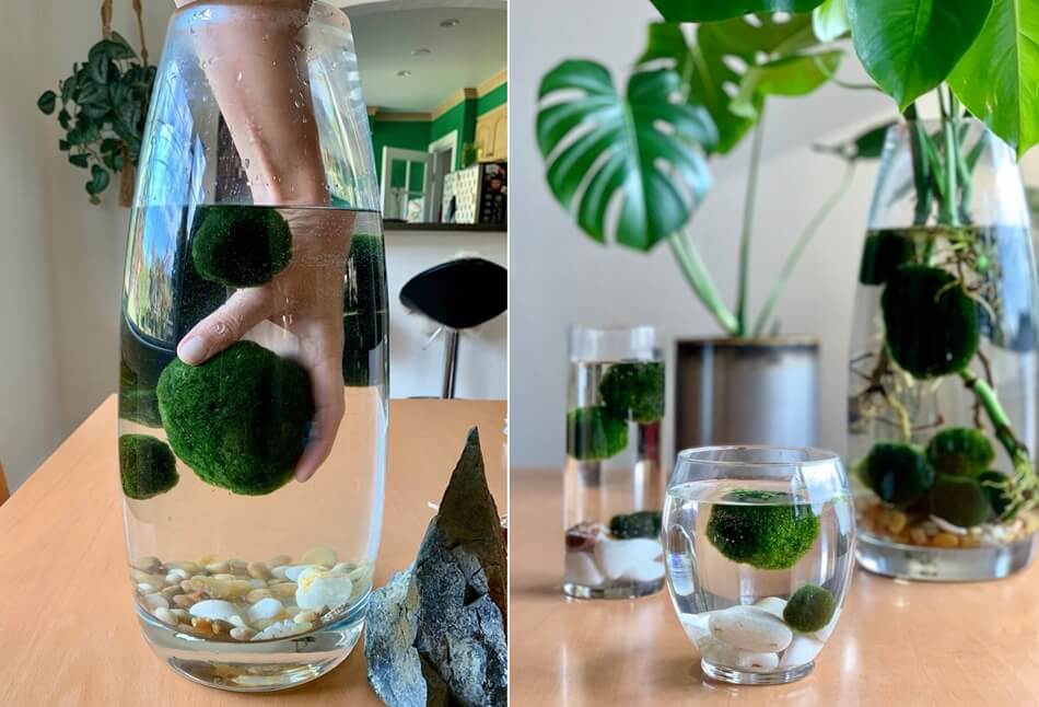 indoor water garden 