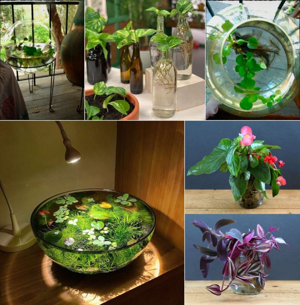 indoor water garden 