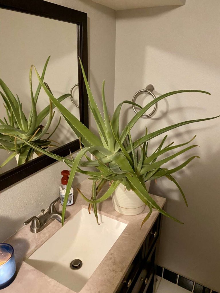 bathroom plants