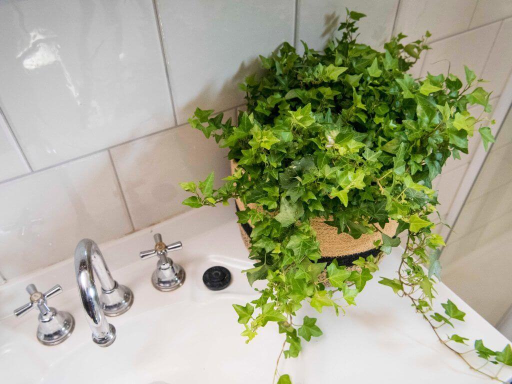 bathroom plants