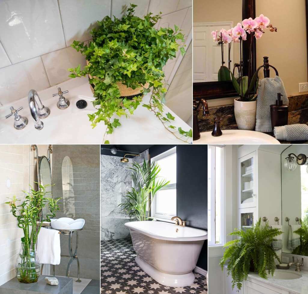 bathroom plants