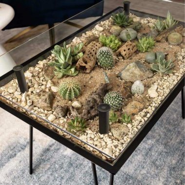 Cactus and Succulent Garden Ideas