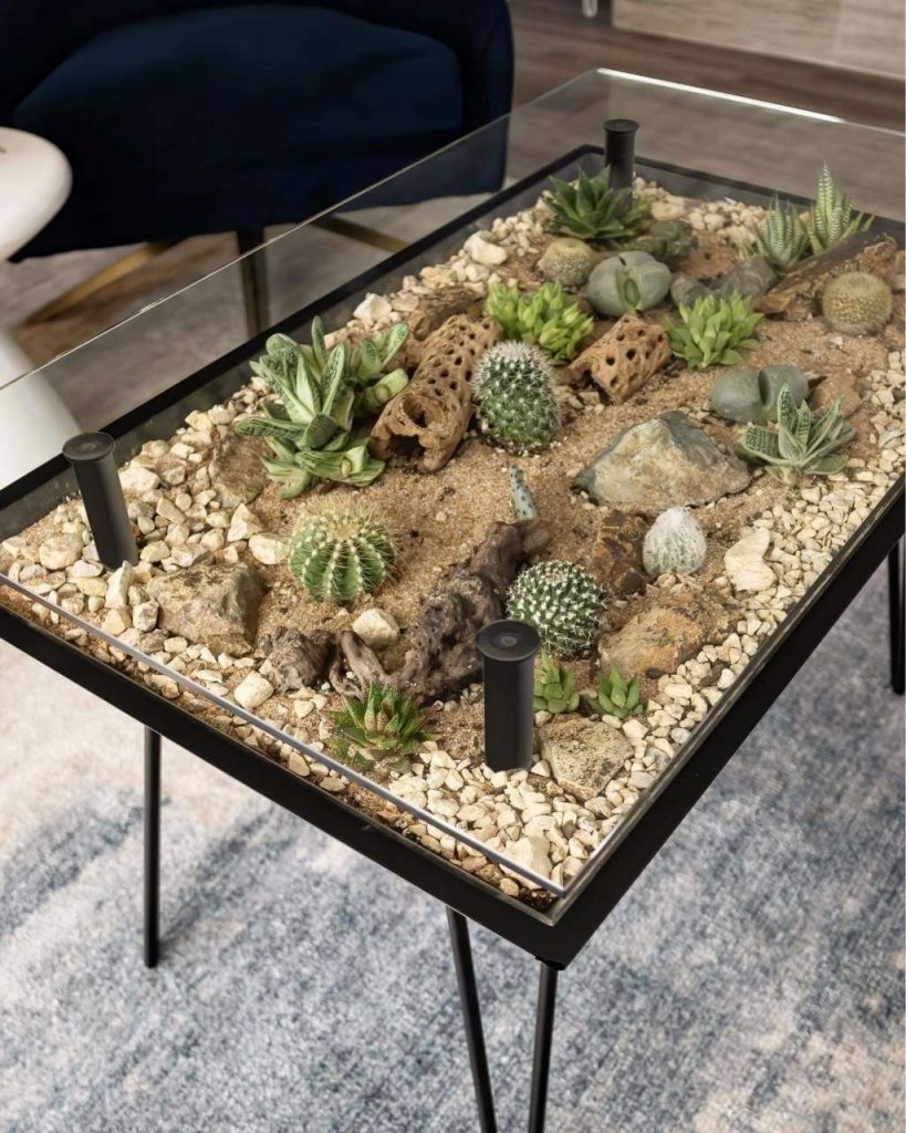 Cactus and Succulent Garden Ideas