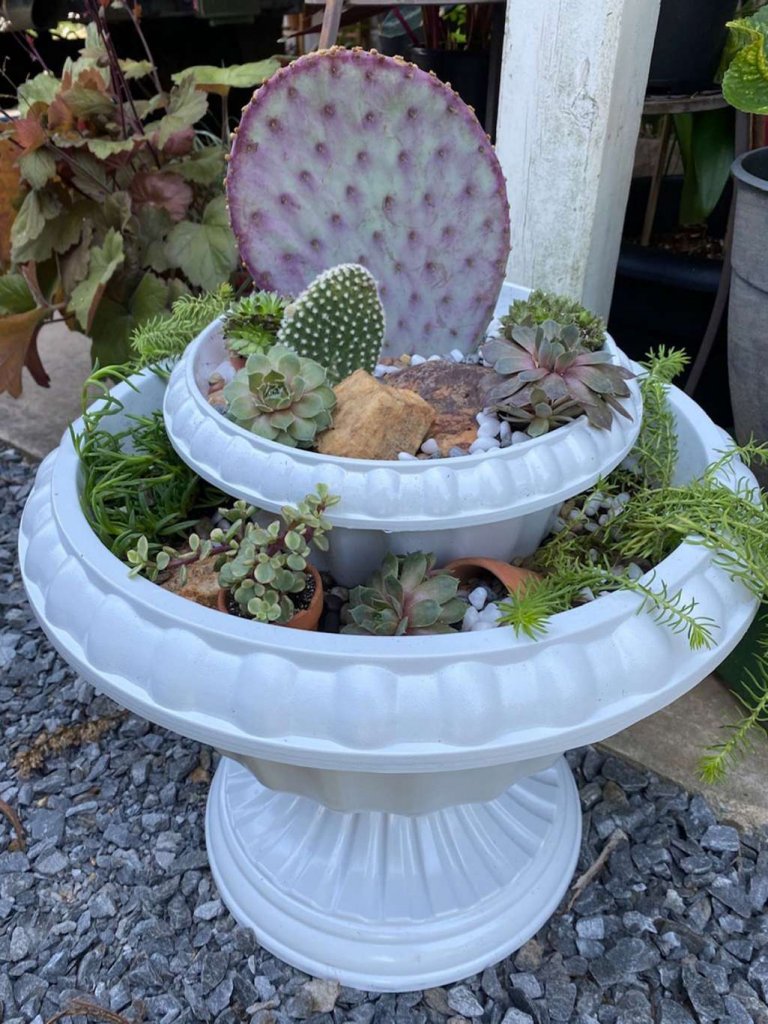 Cactus and Succulent Garden Ideas