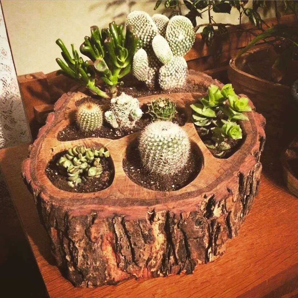 Cactus and Succulent Garden Ideas