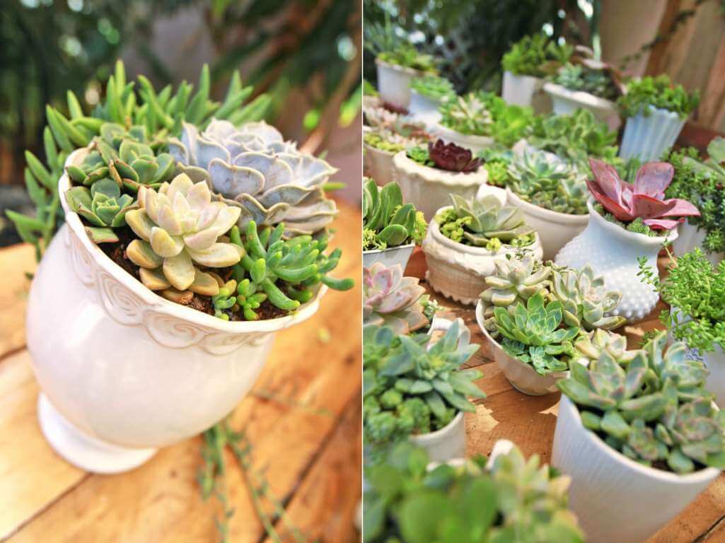 Succulent Centrepiece Ideas