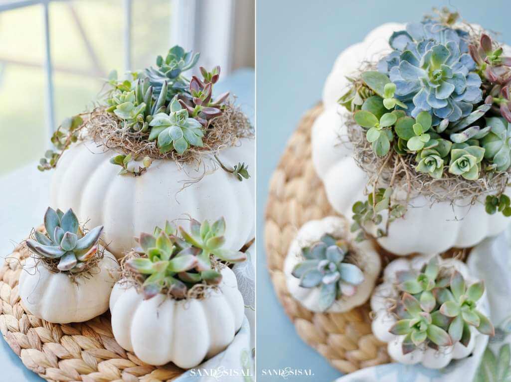 Succulent Centrepiece Ideas