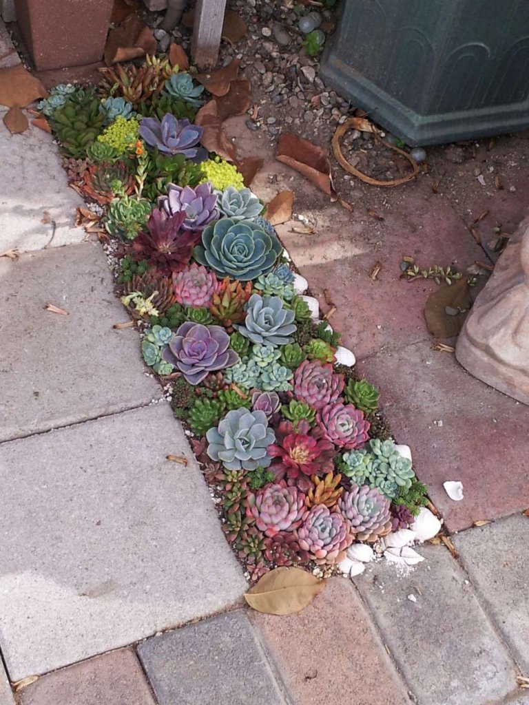 Cactus and Succulent Garden Ideas