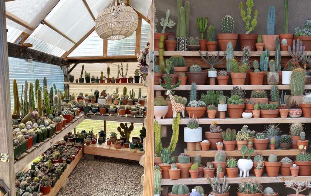 Cactus and Succulent Garden Ideas