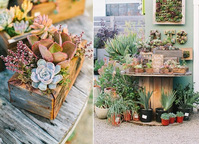 Succulent Centrepiece Ideas