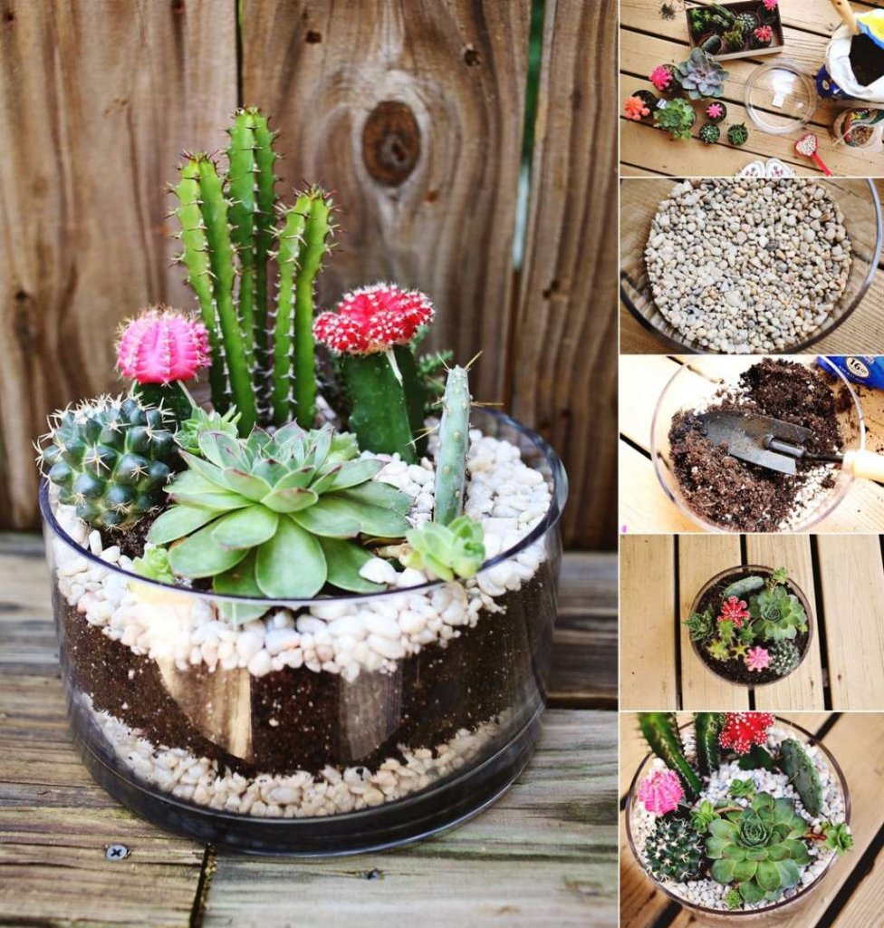 Cactus and Succulent Garden Ideas