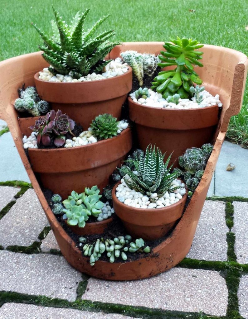 Cactus and Succulent Garden Ideas