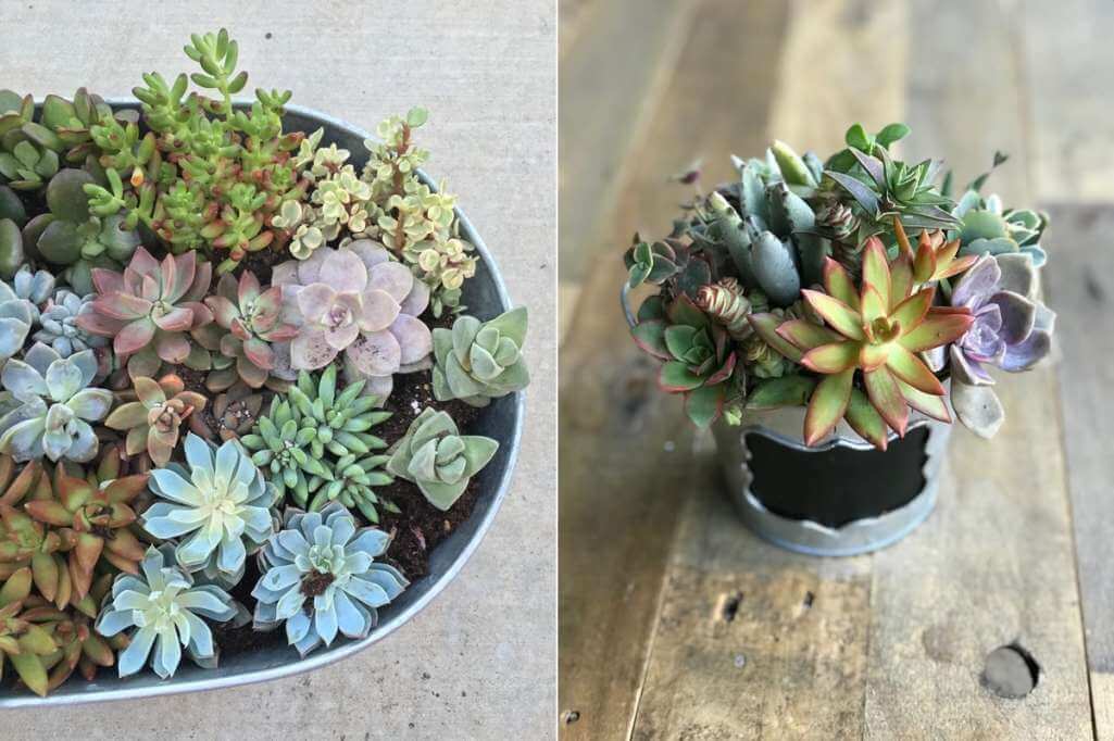 Succulent Centrepiece Ideas