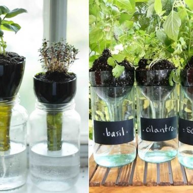 window sill herb garden