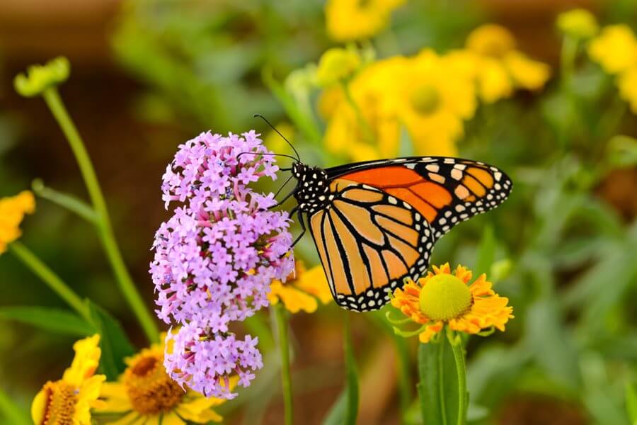 How To Create A Butterfly Garden 