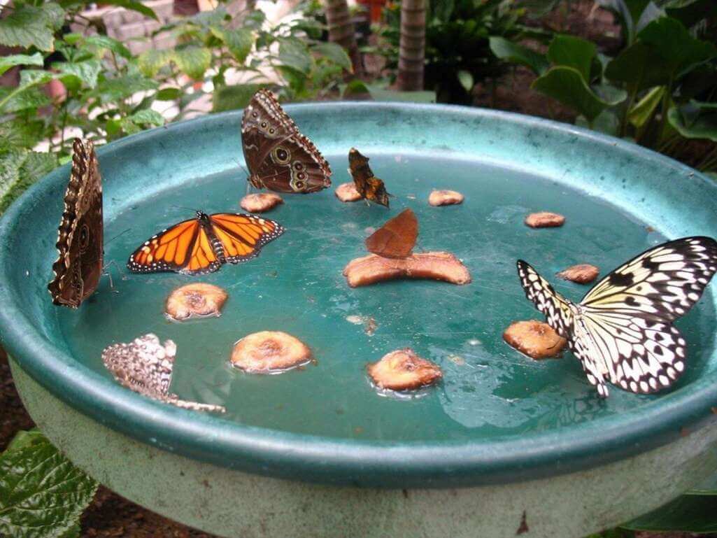 How To Create A Butterfly Garden 