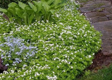 ways to kill weeds