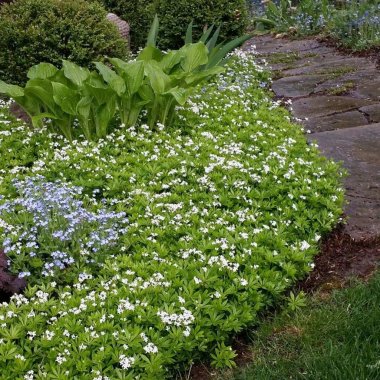 ways to kill weeds