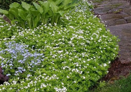 ways to kill weeds