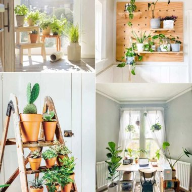 indoor plants