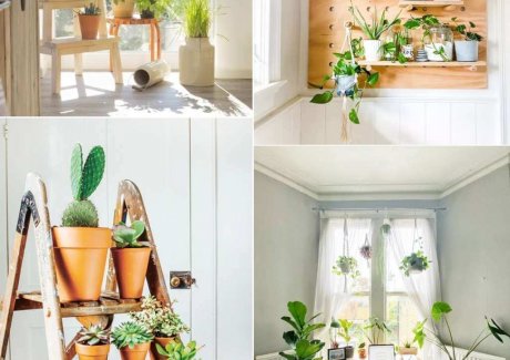 indoor plants
