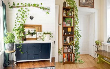 Ideas to Decorate with Indoor Ivies