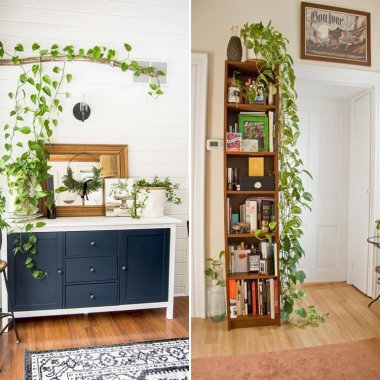 Ideas to Decorate with Indoor Ivies