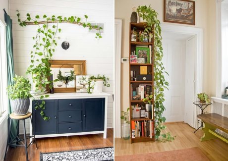 Ideas to Decorate with Indoor Ivies